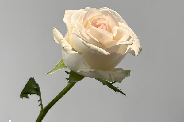 16支红玫瑰的寓意，代表爱慕之情