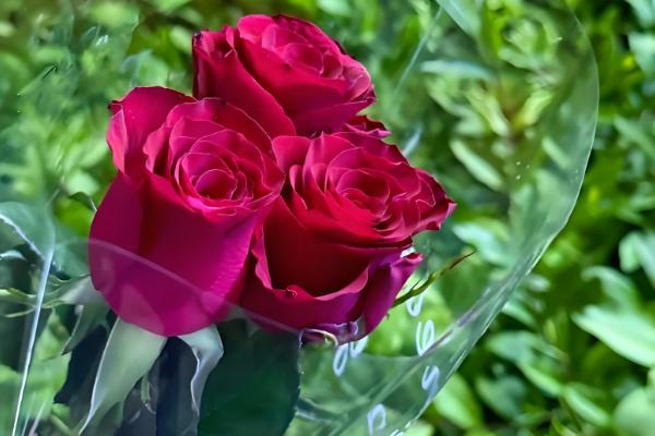 16支红玫瑰的寓意，代表爱慕之情