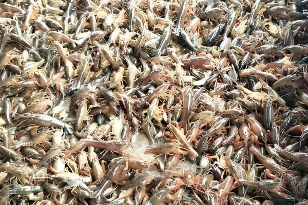 养殖小龙虾的优势,技术逐渐成熟且工业附加值高