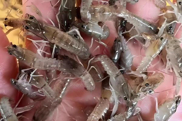 养殖小龙虾的优势,技术逐渐成熟且工业附加值高