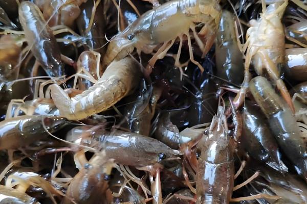 养殖小龙虾的优势,技术逐渐成熟且工业附加值高