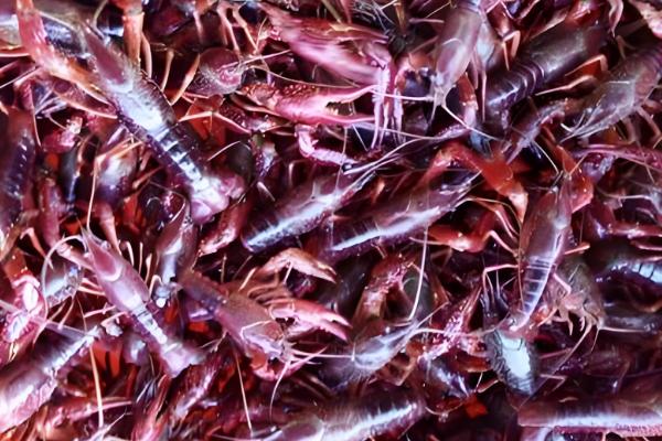 养殖小龙虾的优势,技术逐渐成熟且工业附加值高