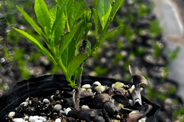 冬青扦插如何快速生根，插穗先浸泡在高锰酸钾溶液再扦插