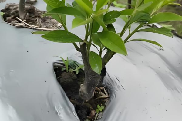 冬青扦插如何快速生根，插穗先浸泡在高锰酸钾溶液再扦插