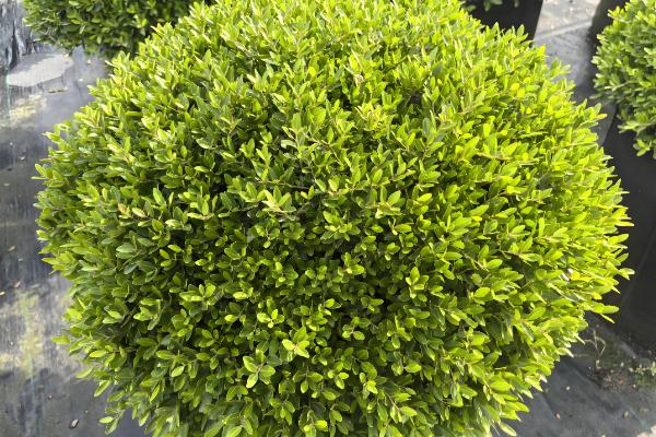 冬青扦插如何快速生根，插穗先浸泡在高锰酸钾溶液再扦插