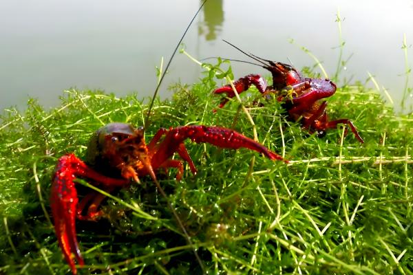 养殖小龙虾的优势,技术逐渐成熟且工业附加值高