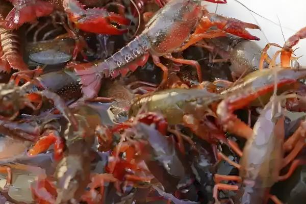 养殖小龙虾的优势,技术逐渐成熟且工业附加值高