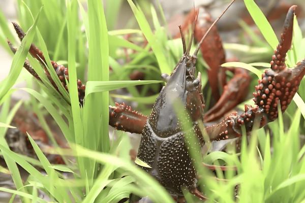 养殖小龙虾的优势,技术逐渐成熟且工业附加值高