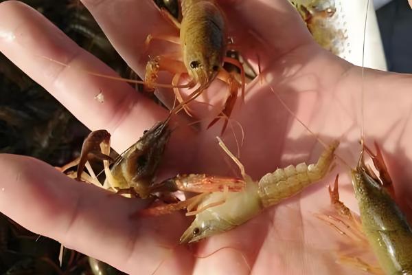 养殖小龙虾的优势,技术逐渐成熟且工业附加值高