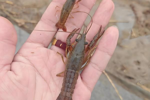 养殖小龙虾的优势,技术逐渐成熟且工业附加值高