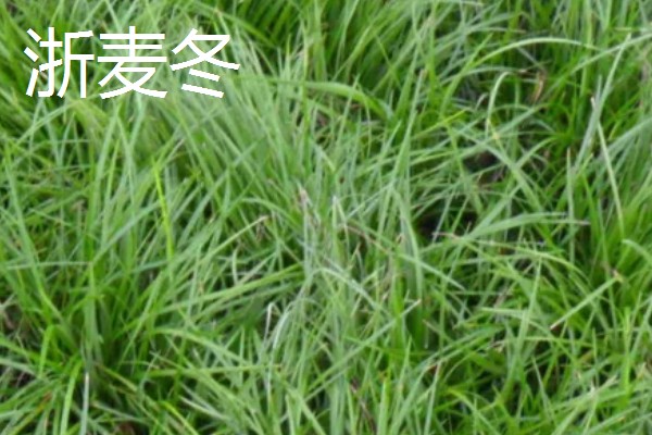 麦冬的种类,有浙麦冬、川麦冬、湖北山麦冬等