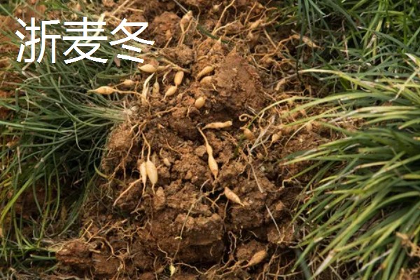 麦冬的种类,有浙麦冬、川麦冬、湖北山麦冬等