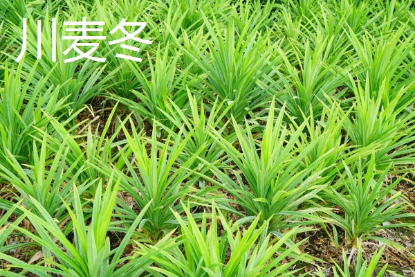 麦冬的种类,有浙麦冬、川麦冬、湖北山麦冬等