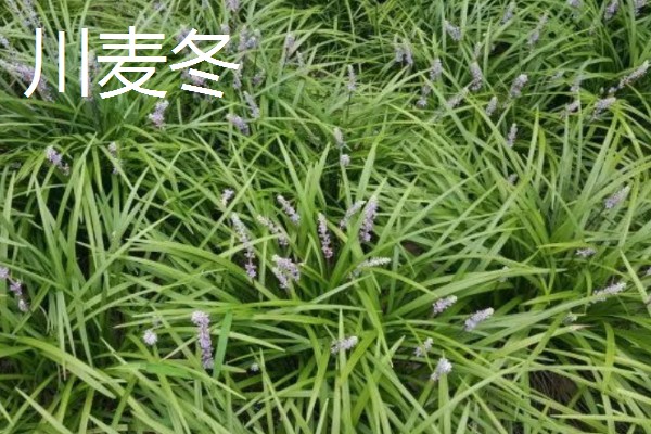 麦冬的种类,有浙麦冬、川麦冬、湖北山麦冬等