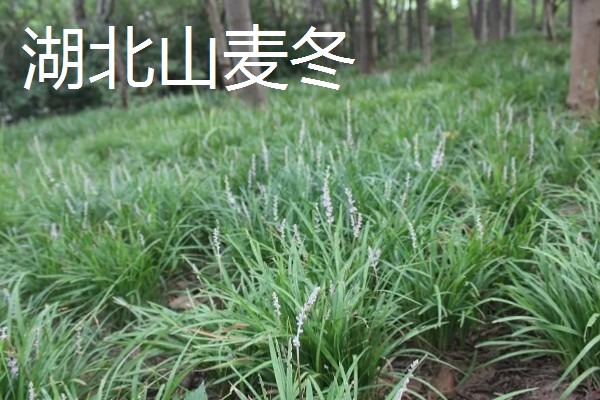 麦冬的种类,有浙麦冬、川麦冬、湖北山麦冬等