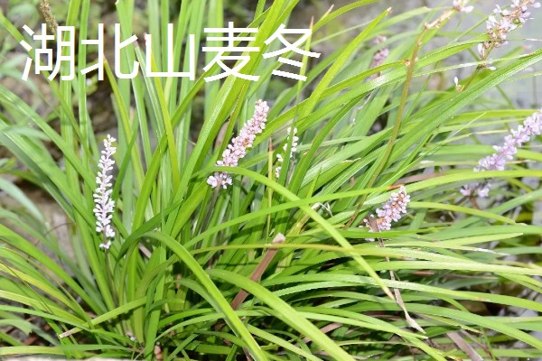 麦冬的种类,有浙麦冬、川麦冬、湖北山麦冬等