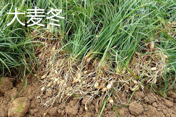 麦冬的种类,有浙麦冬、川麦冬、湖北山麦冬等