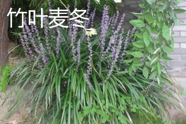 麦冬的种类,有浙麦冬、川麦冬、湖北山麦冬等