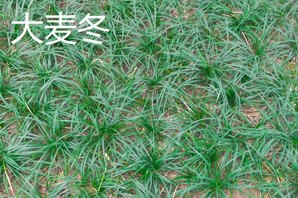 麦冬的种类,有浙麦冬、川麦冬、湖北山麦冬等