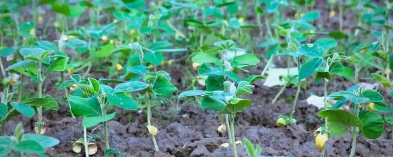 黄豆苗怎么种植，幼苗长至4-5厘米时再移栽