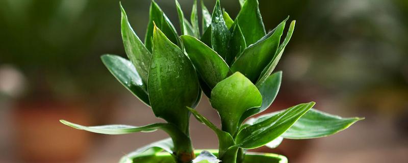 富贵竹的品种,分为银边富贵竹、银心富贵竹等类型