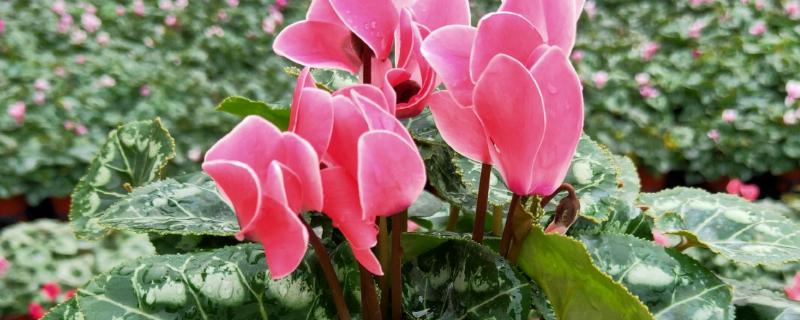 仙客来有什么花语，代表喜迎贵客、害羞内向