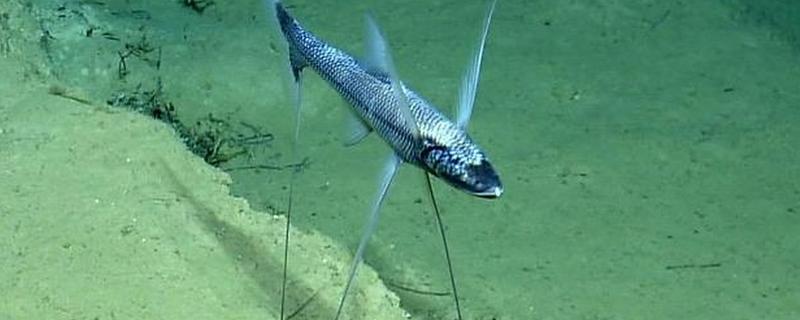 三角鱼好不好养，饲养难度不大