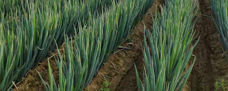 大葱怕不怕冻，通常不怕冻