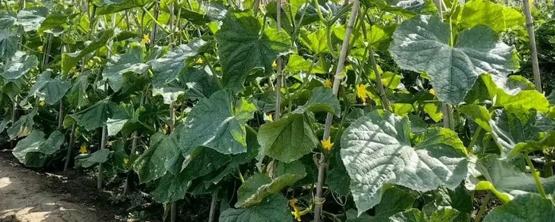 黄瓜对生长温度的要求，要保持在15-32℃