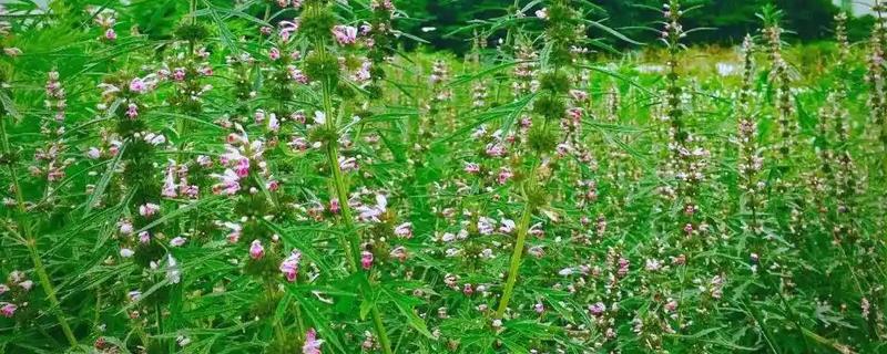 种植益母草的要点，春播需中耕除草3次
