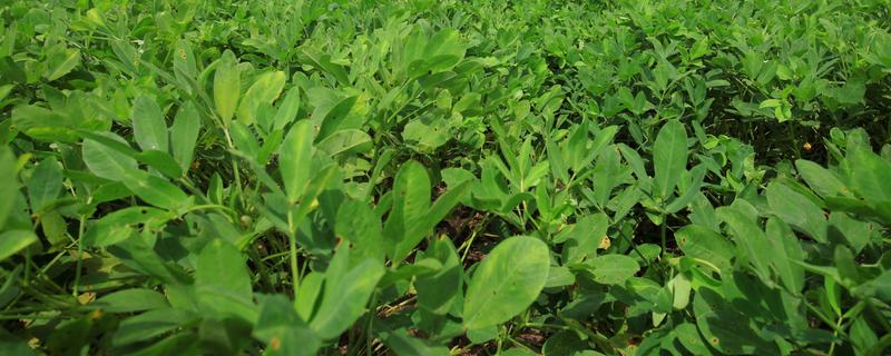 花生什么季节播种，春季播种为佳