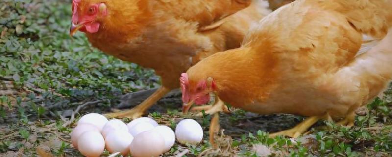 鸡为什么会啄蛋，缺少营养是主要原因