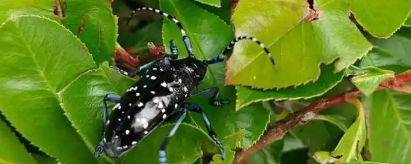 天牛的外观，呈长圆筒形长有触角