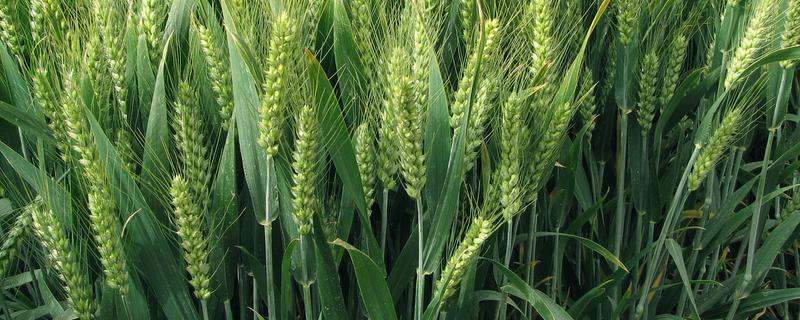 徐麦33和徐麦35的区别是什么，生长周期和特征均不同