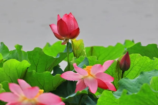 植物传播种子的方法,可以风力传播、水传播等