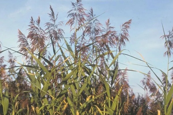 植物传播种子的方法,可以风力传播、水传播等
