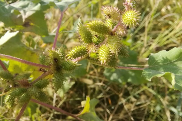 植物传播种子的方法,可以风力传播、水传播等