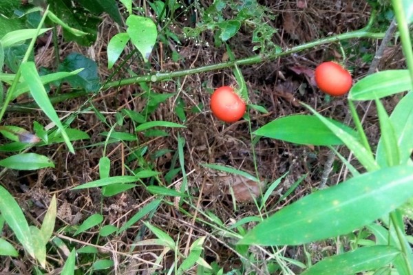 植物传播种子的方法,可以风力传播、水传播等