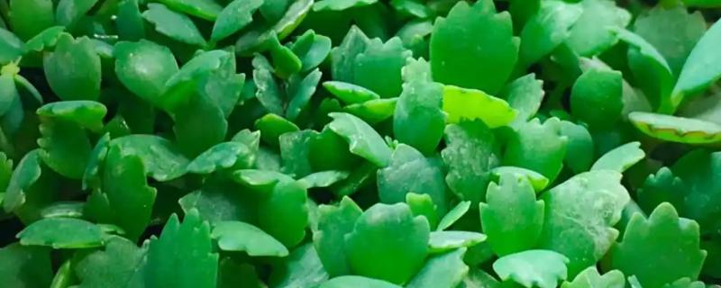 落地生根如何施肥，生长期一个月施三次肥