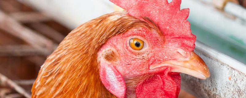 鸡的耳朵长在哪里，在眼睛后面、颈椎以上的位置