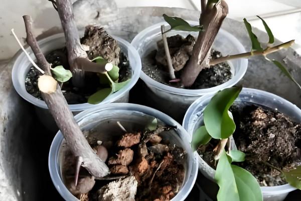 牡丹能不能扦插成活,扦插枝条会长出根系