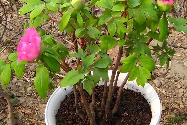 牡丹能不能扦插成活,扦插枝条会长出根系