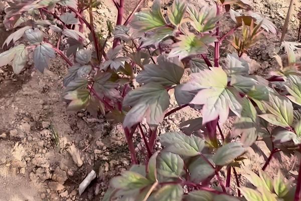 牡丹能不能扦插成活,扦插枝条会长出根系