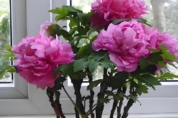 牡丹能不能扦插成活,扦插枝条会长出根系