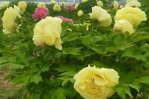 牡丹能不能扦插成活,扦插枝条会长出根系