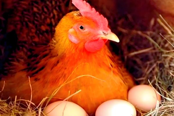 一只母鸡孵几个蛋合理,孵10-13个蛋较为合理