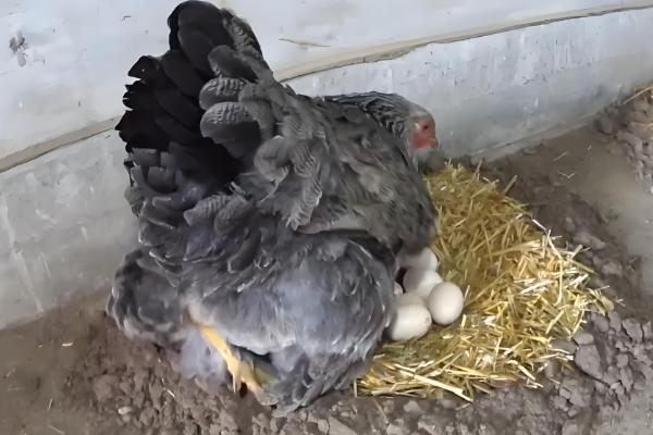 一只母鸡孵几个蛋合理,孵10-13个蛋较为合理