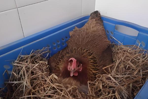 一只母鸡孵几个蛋合理,孵10-13个蛋较为合理