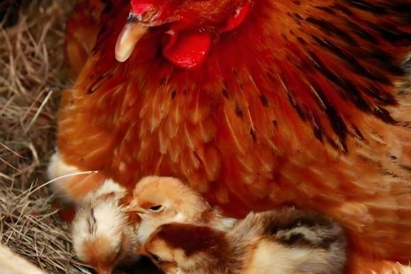 一只母鸡孵几个蛋合理,孵10-13个蛋较为合理