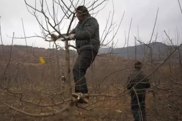 苹果树冬季的修剪方法,将过于密集的枝条疏剪掉